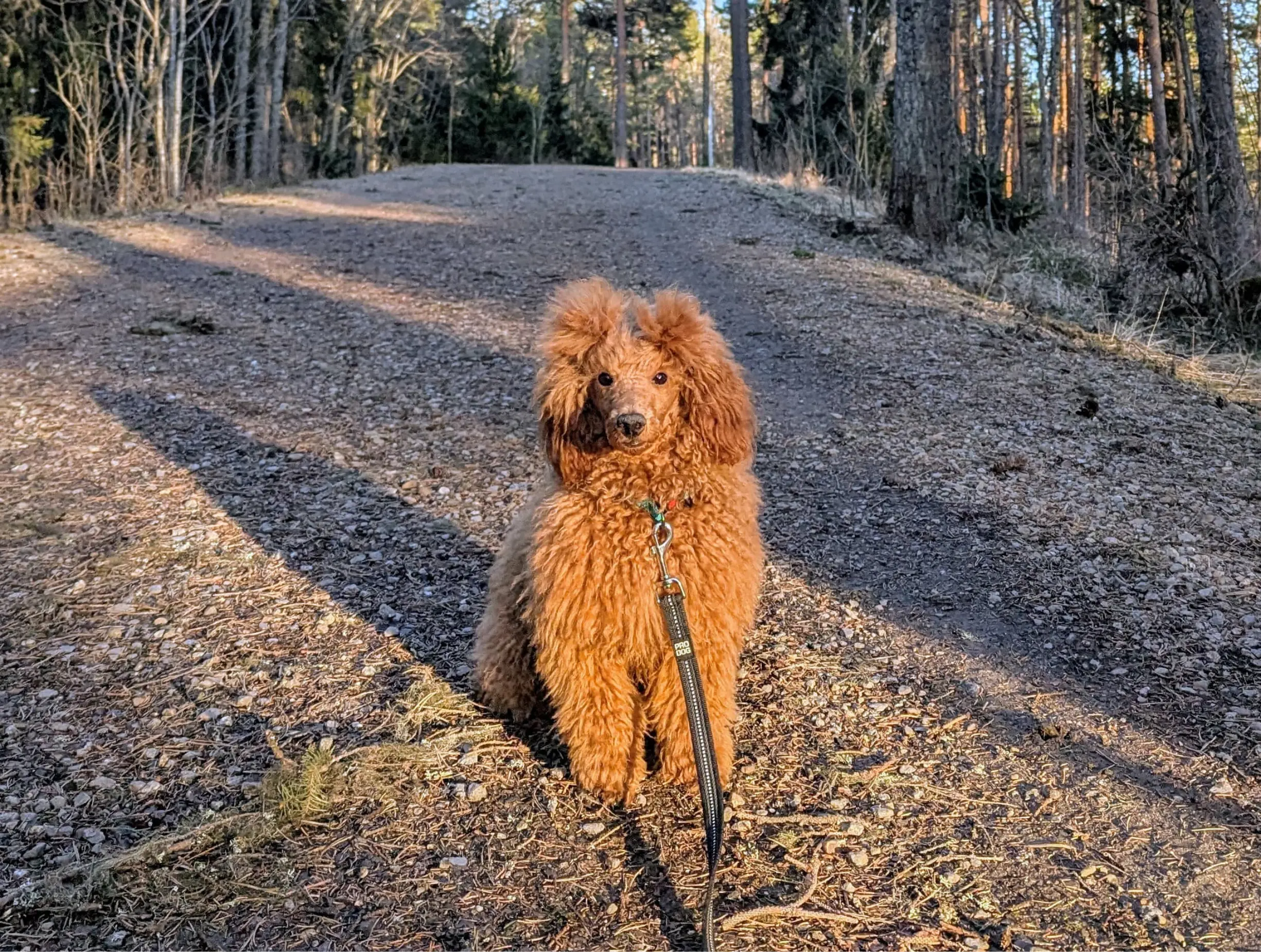 Sulo, the dog that started it all